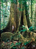 Mittelamerika, Costa Rica: Vulkane, Dschungel und Meer - Baum